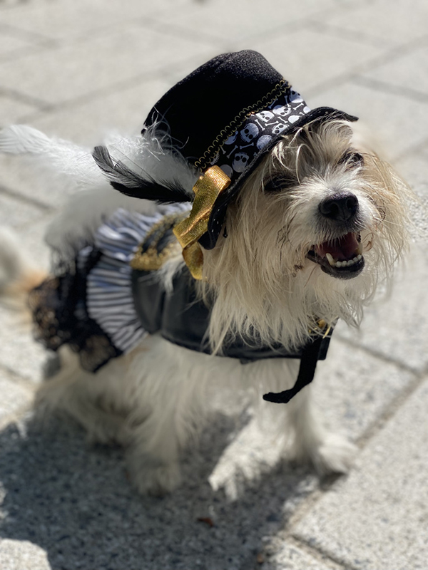 Pet Costume